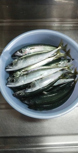 マサバの釣果