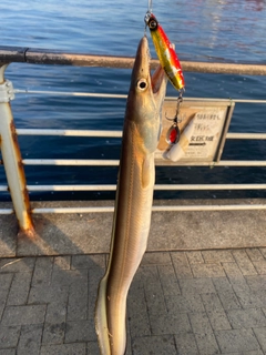 ハモの釣果