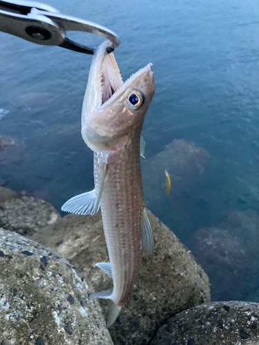 エソの釣果