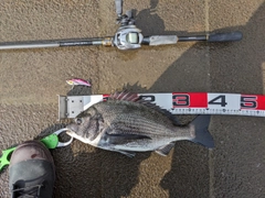 クロダイの釣果