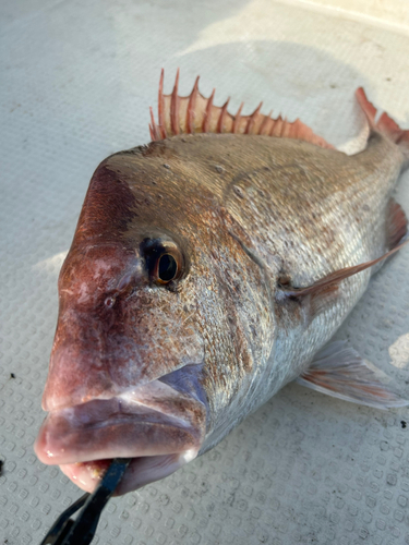 マダイの釣果