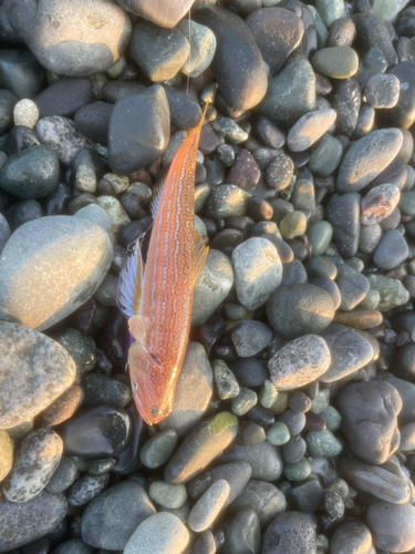 エソの釣果