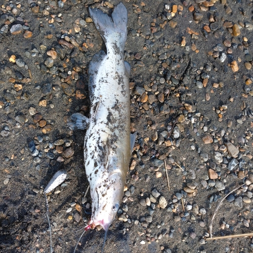 アメリカナマズの釣果