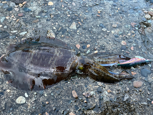 アオリイカの釣果