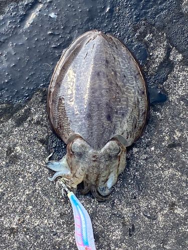 モンゴウイカの釣果