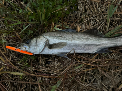 マルスズキの釣果