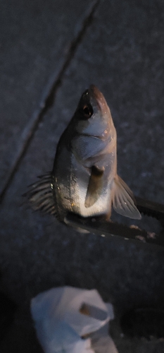 セイゴ（ヒラスズキ）の釣果