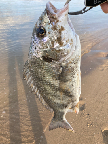 キビレの釣果