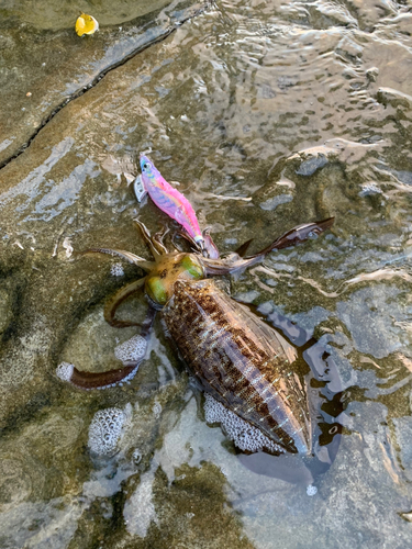 アオリイカの釣果