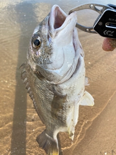 キビレの釣果