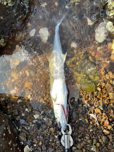 サゴシの釣果