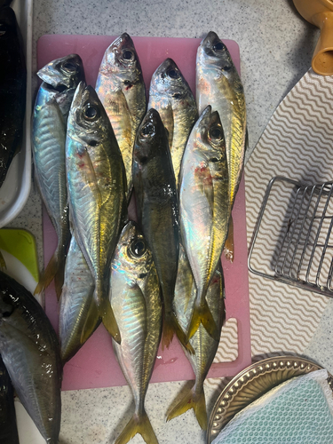 アジの釣果