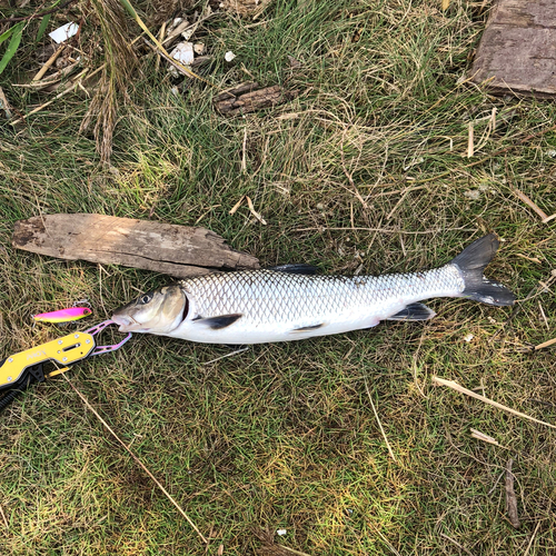 ニゴイの釣果