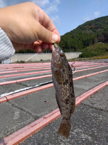 アイナメの釣果