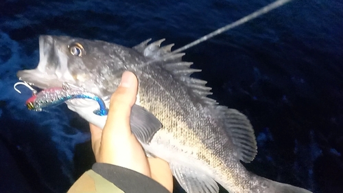 クロソイの釣果