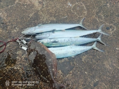 サゴシの釣果