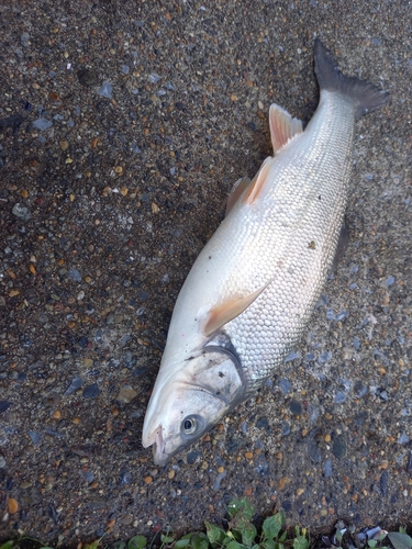 ウグイの釣果