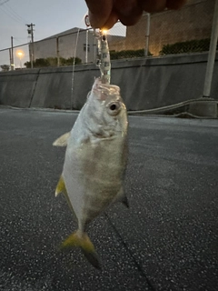 メッキの釣果