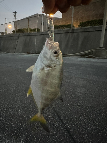 メッキの釣果