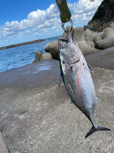 カツオの釣果