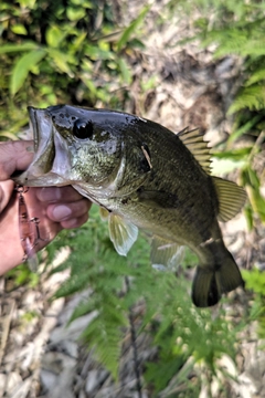 ラージマウスバスの釣果