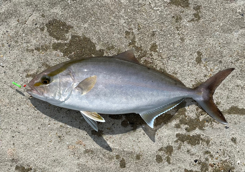 ネリゴの釣果