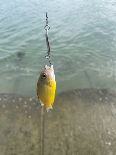 オキフエダイの釣果