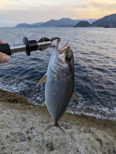 ショゴの釣果