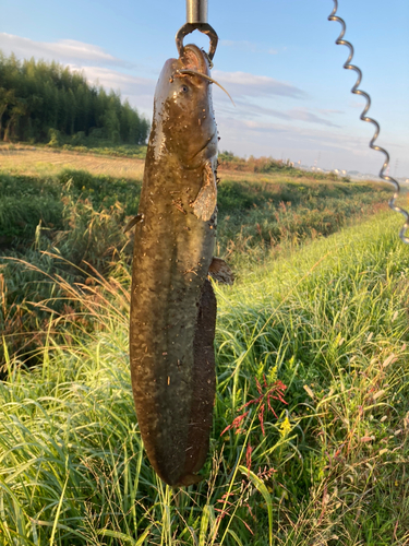 ナマズの釣果