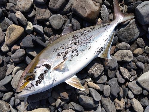 ショゴの釣果