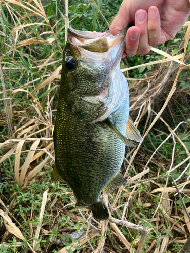 ラージマウスバスの釣果