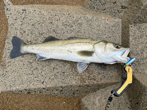 スズキの釣果