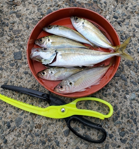 アジの釣果