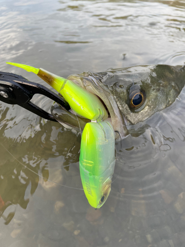 シーバスの釣果