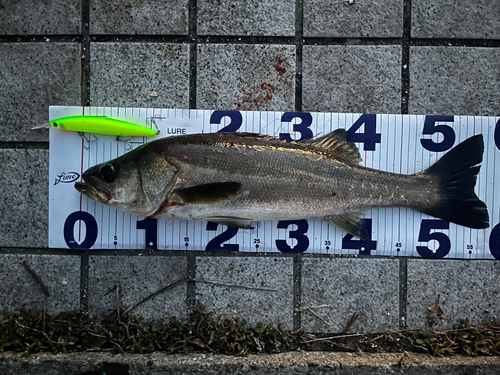 シーバスの釣果