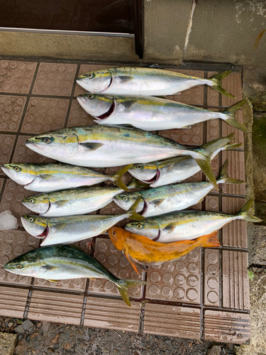 ワラサの釣果