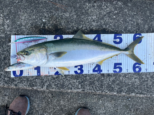 メジロの釣果