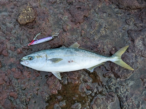 ワカシの釣果