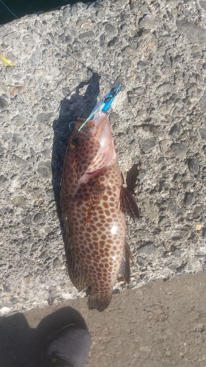 オオモンハタ