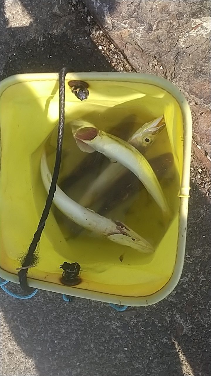 オオモンハタ
