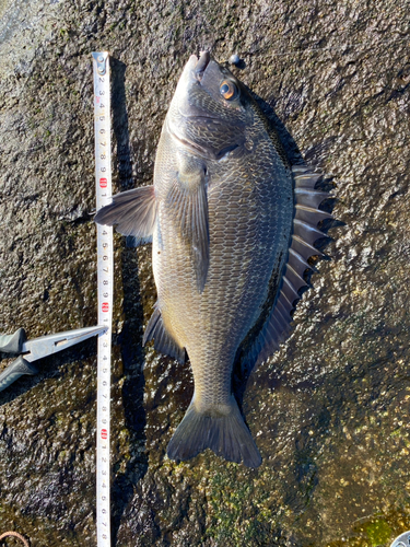 クロダイの釣果