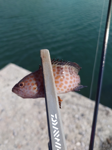 オオモンハタの釣果