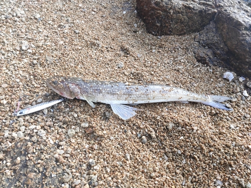 エソの釣果