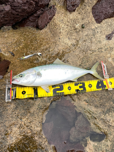 イナダの釣果