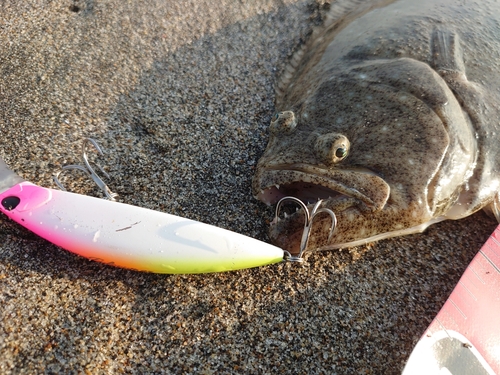 ヒラメの釣果