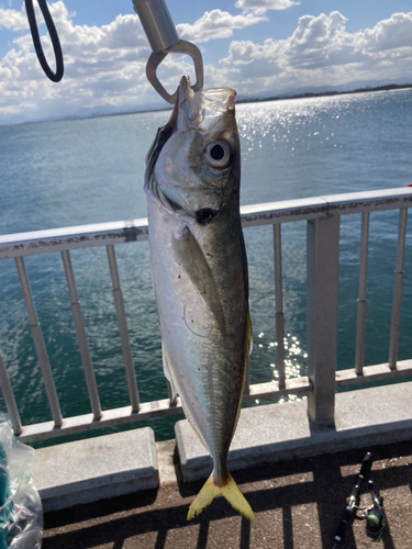 マアジの釣果