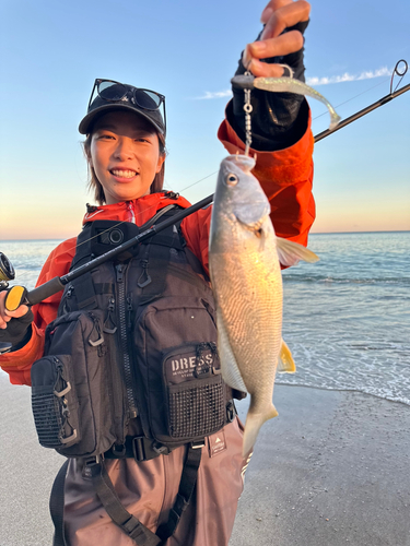 ニベの釣果