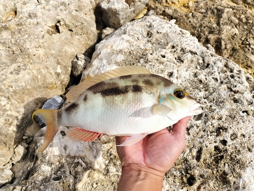 ヒトスジタマガシラの釣果