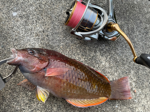 アカササノハベラの釣果