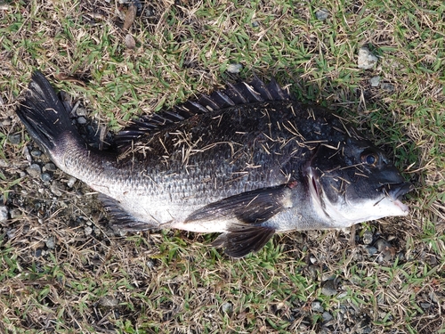 チヌの釣果